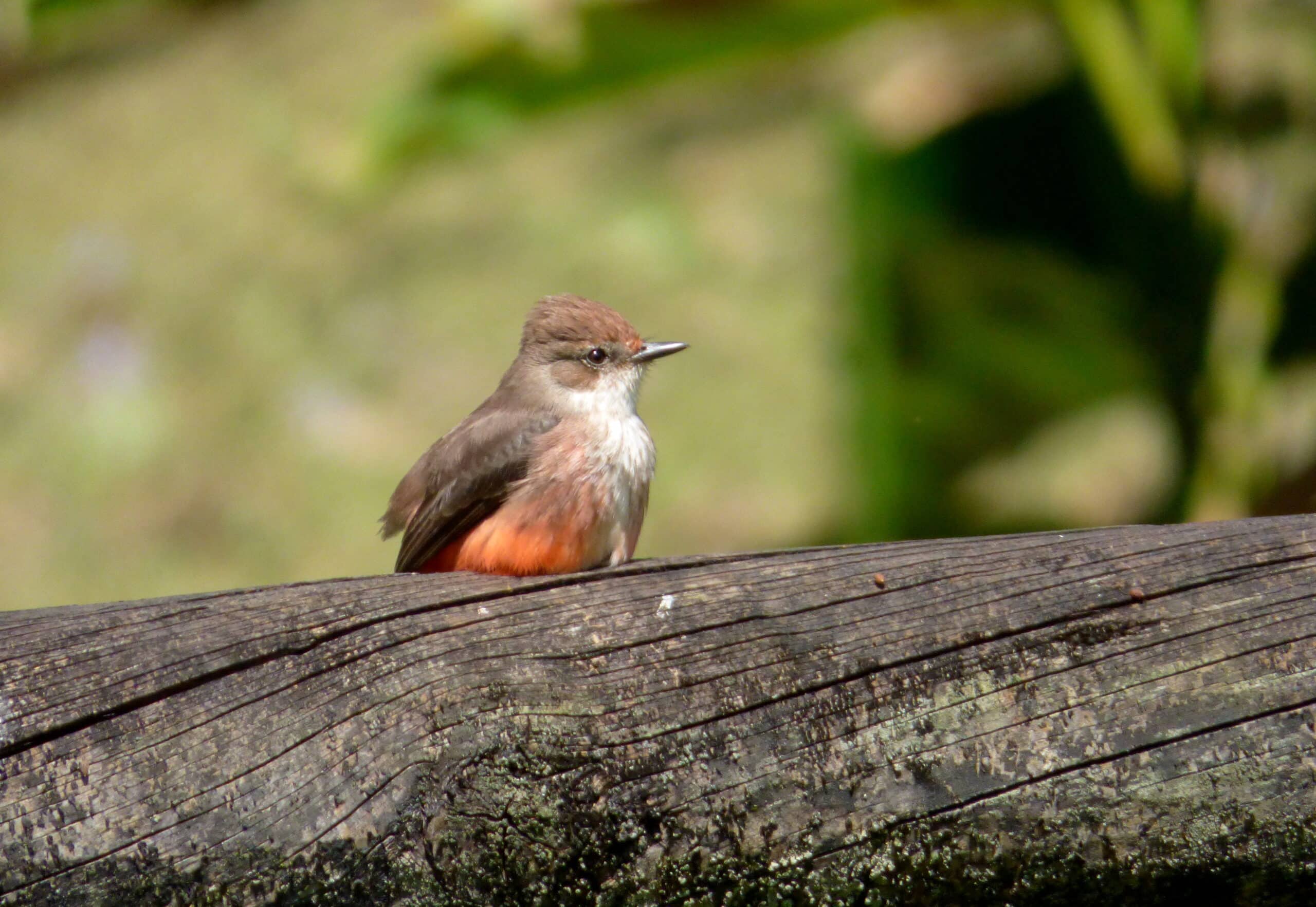 Vermilion Flycatcher