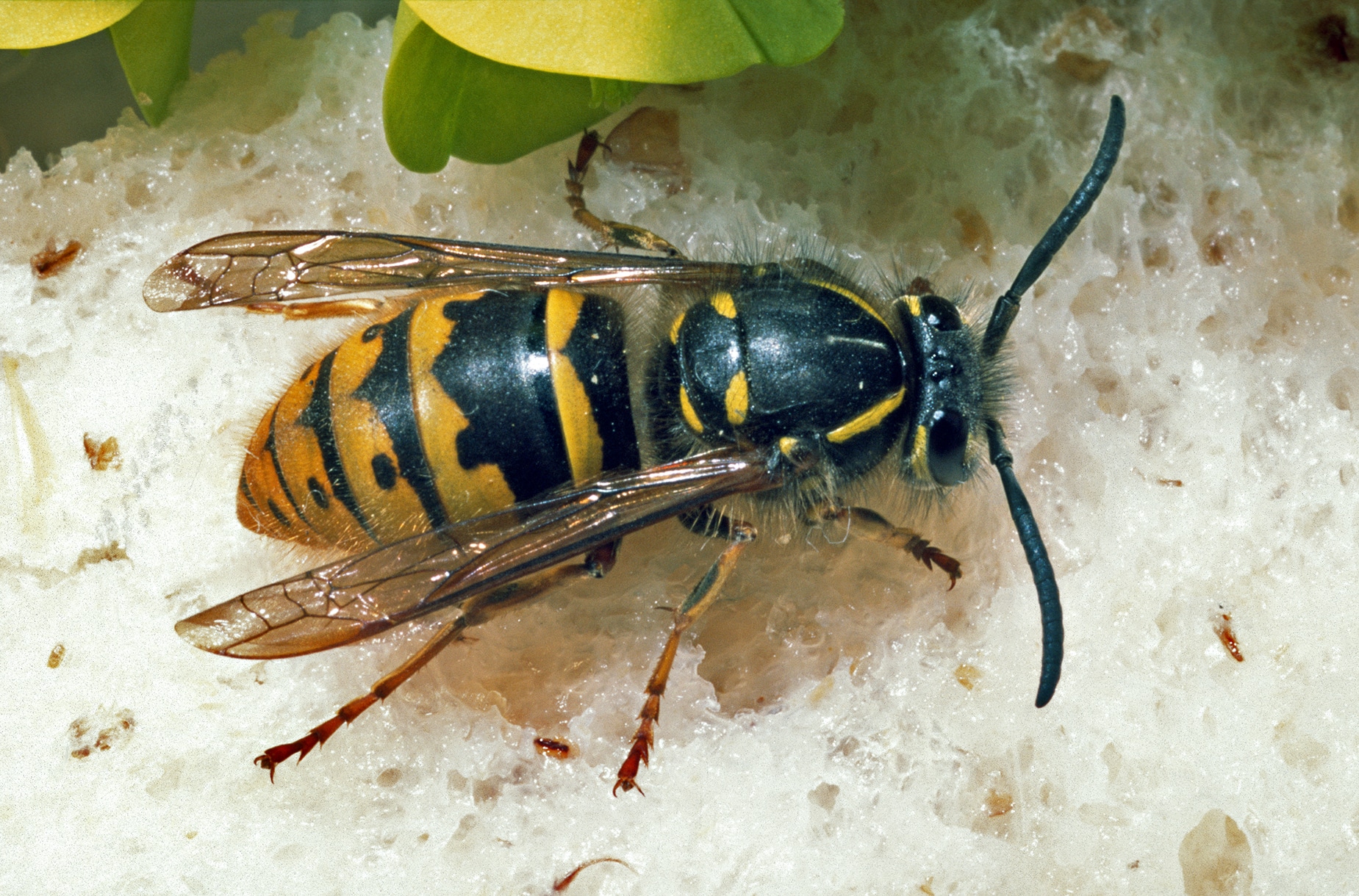 Vespula vulgaris (NZAC06000794)
