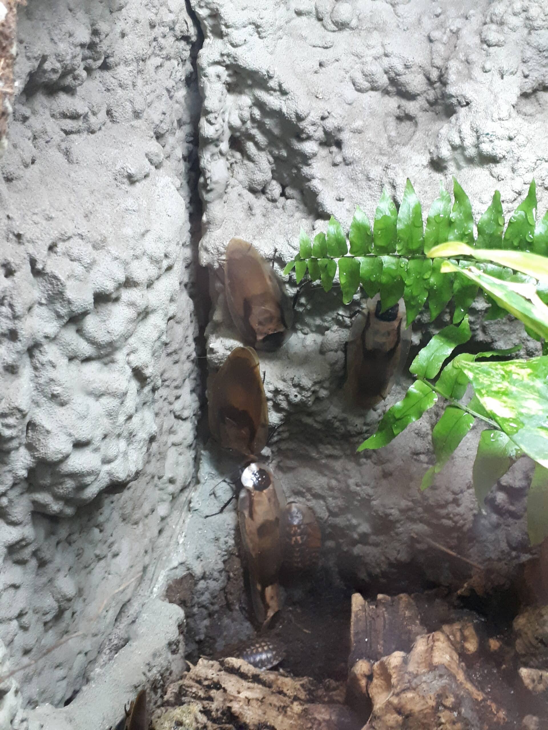 Blaberus craniifer, Zoo – WAW Blaberus craniifer, Zoo – WAW