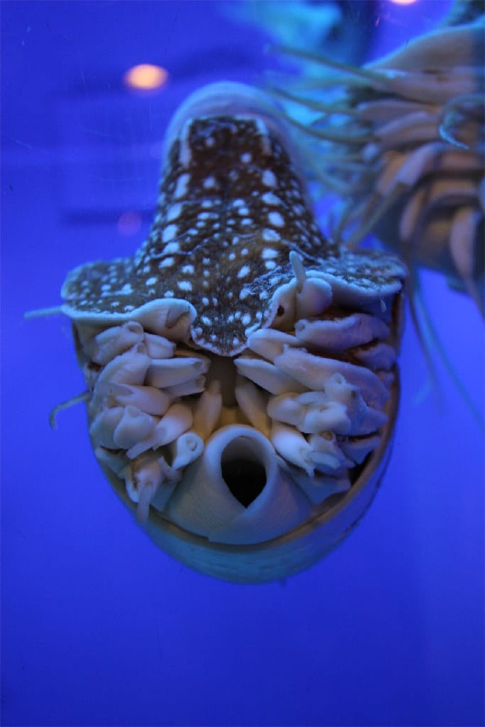 Nautilus pompilus