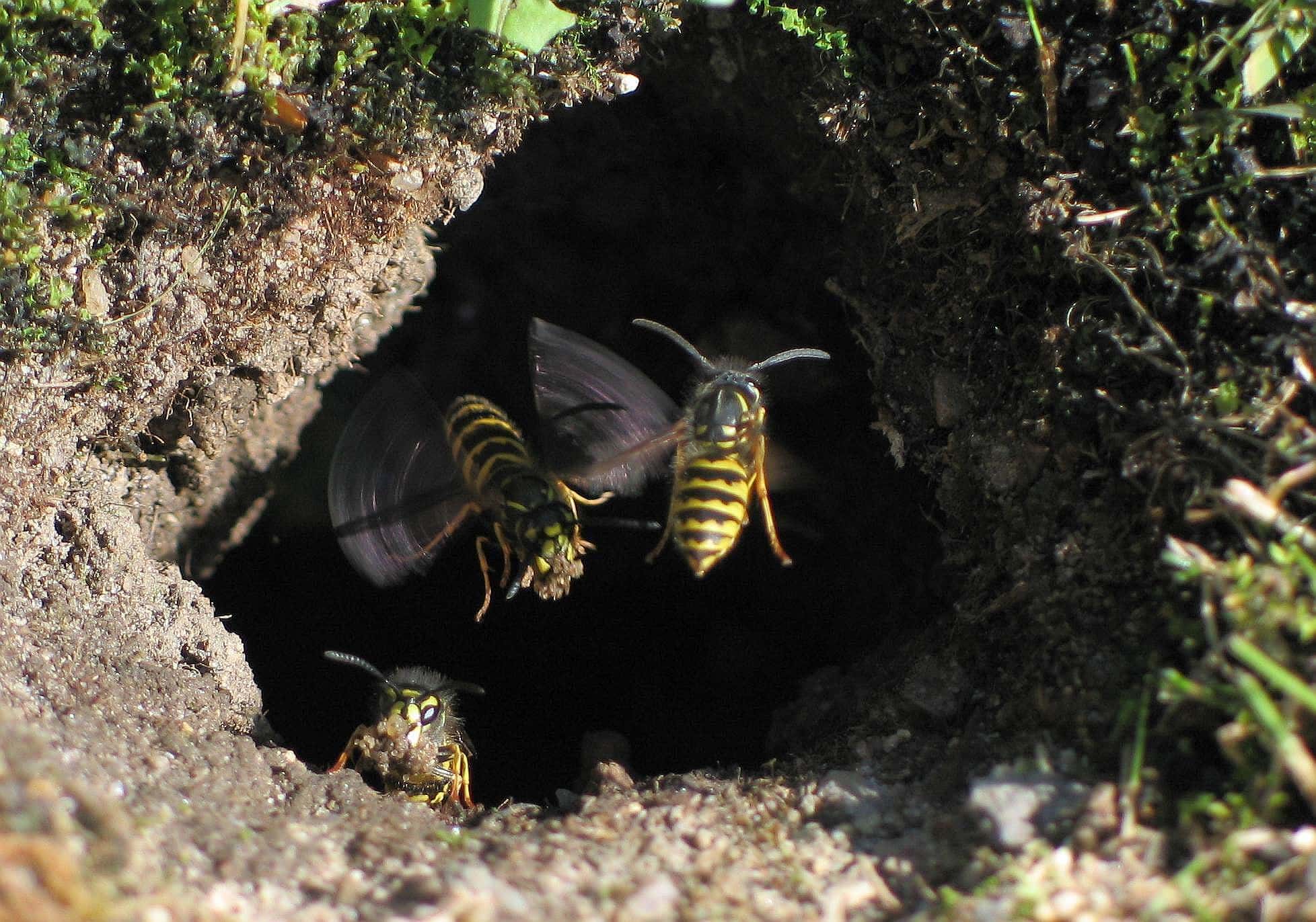 Vespula vulgaris