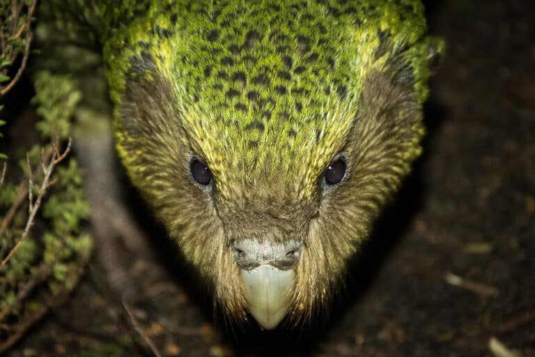 ‘Hugh’ Strigops habroptilus (Kākāpō)