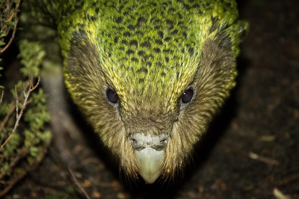 ‘Hugh’ Strigops habroptilus (Kākāpō)