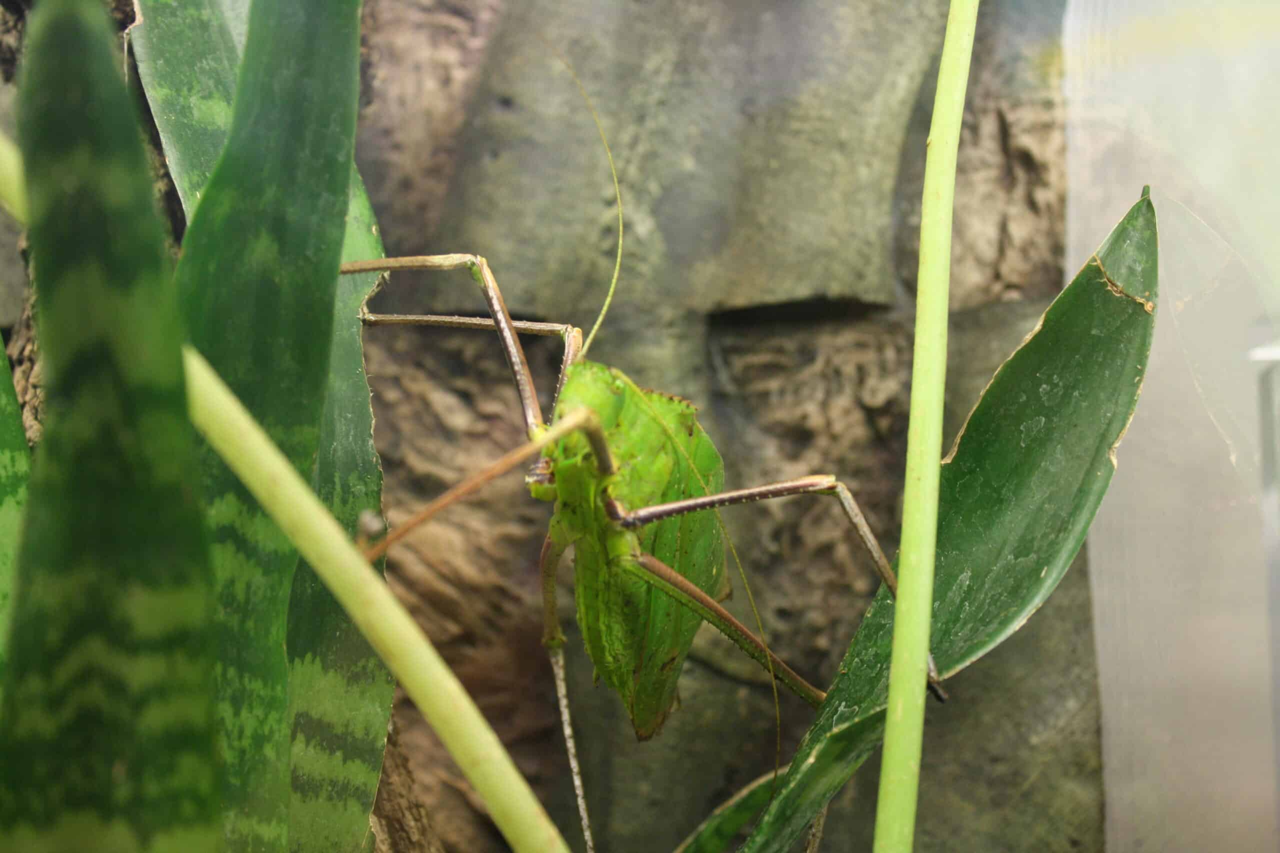WLA hmns Giant LongLegged Katydid WLA hmns Giant LongLegged Katydid