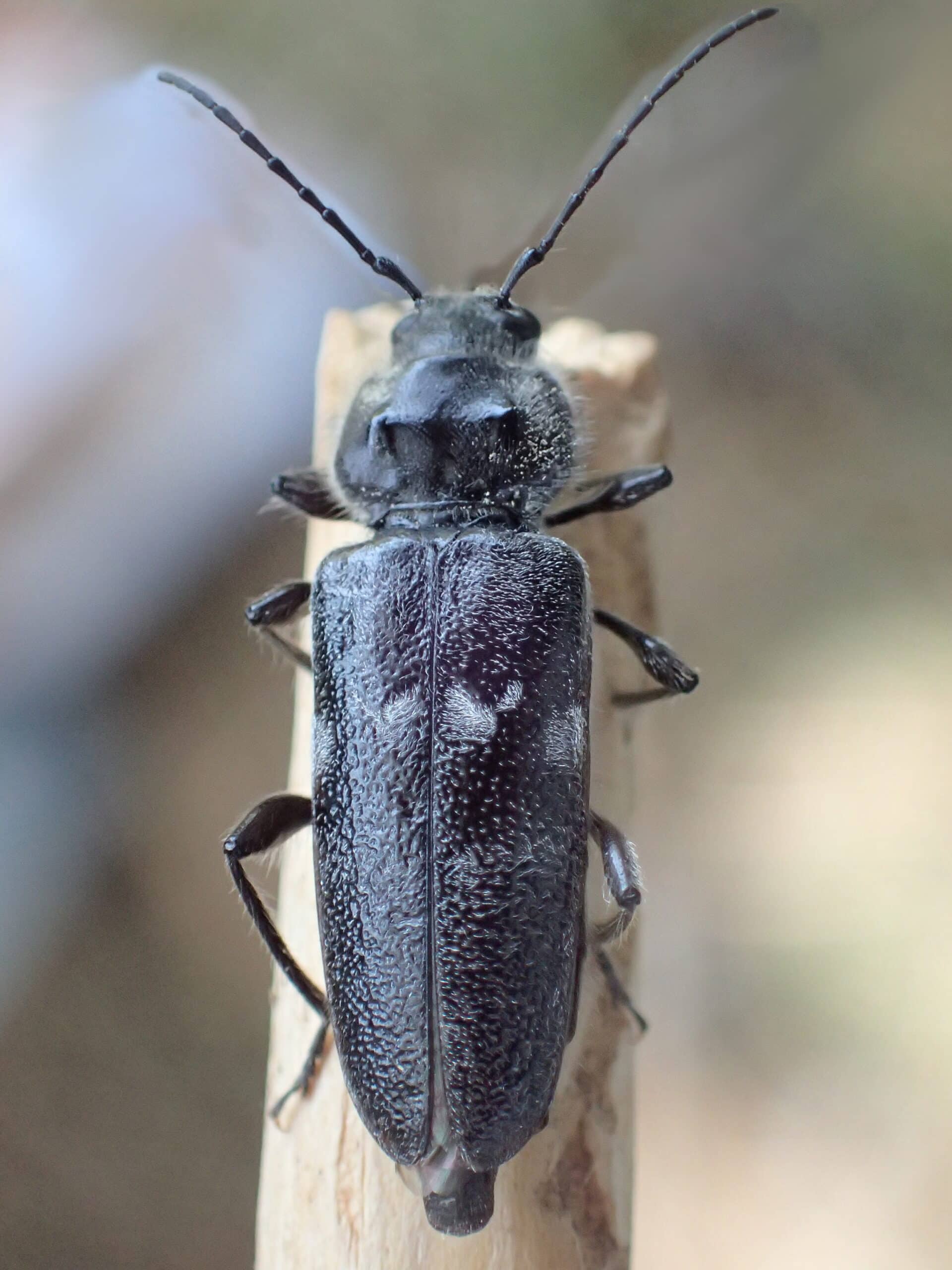 Hylotrupes bajulus Greece