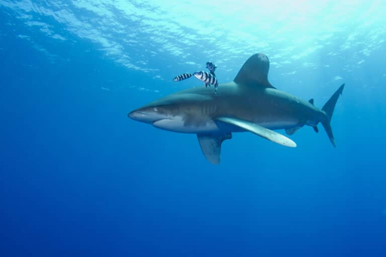 Oceanic White Tip Shark (Carcharhinus longimanus) Oceanic White Tip Shark (Carcharhinus longimanus) Oceanic Whitetip Shark