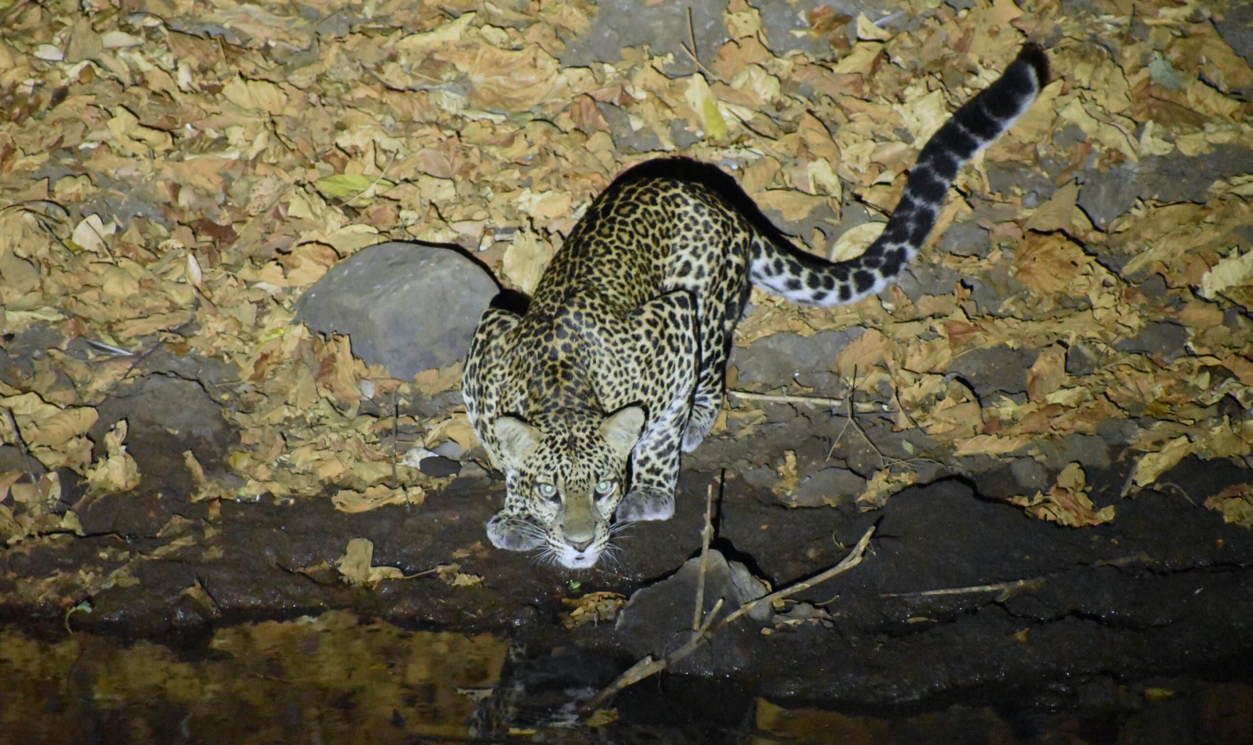 Javan Leopard-Macan Tutul Jawa