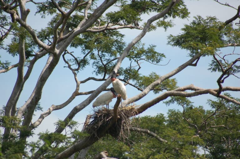 Zwei Jabirus im großen Nest