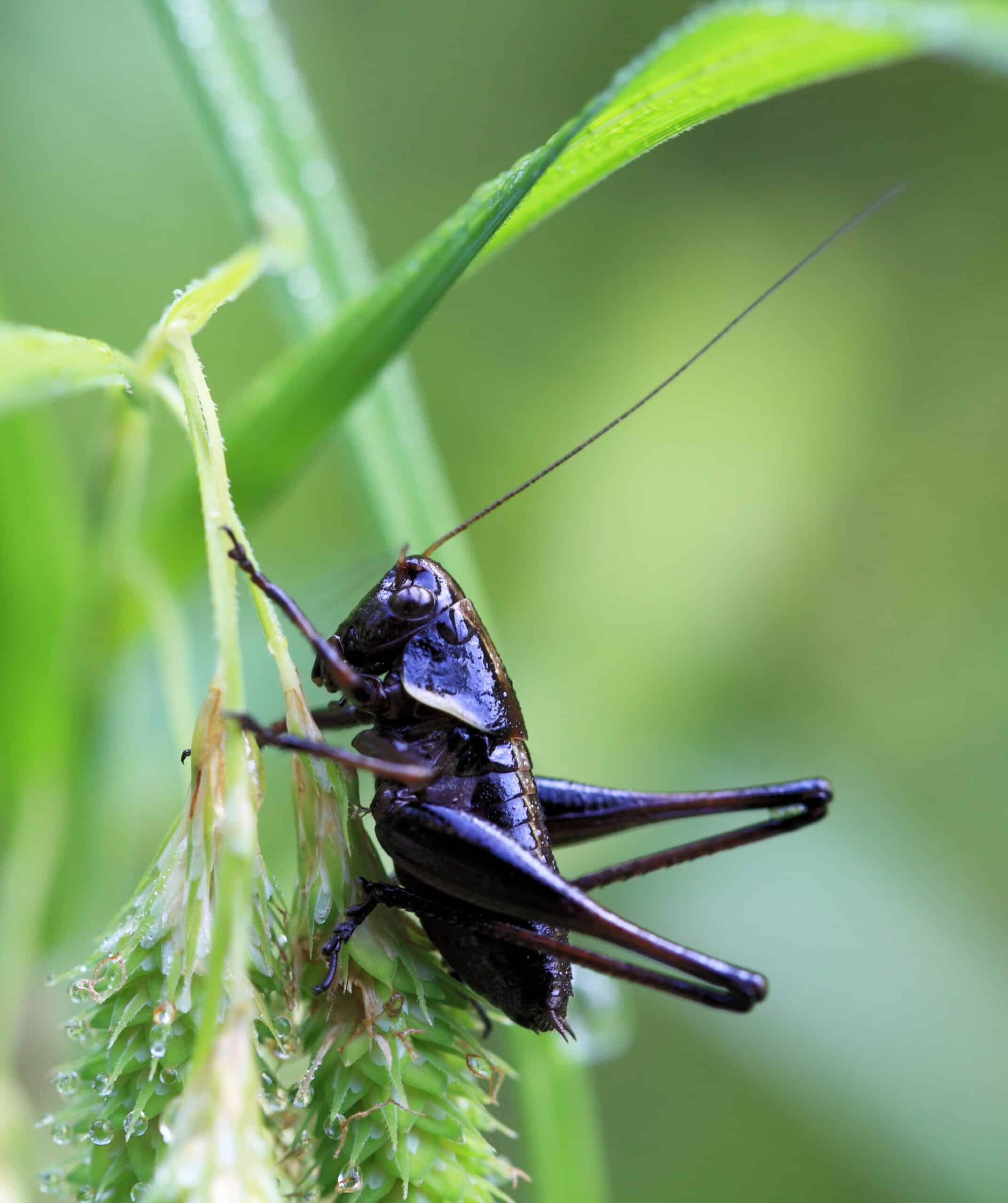 Black katydid – Eobiana engelhardti – 姫螽斯(ヒメギス) (5798504048) Black katydid – Eobiana engelhardti – 姫螽斯(ヒメギス) (5798504048)