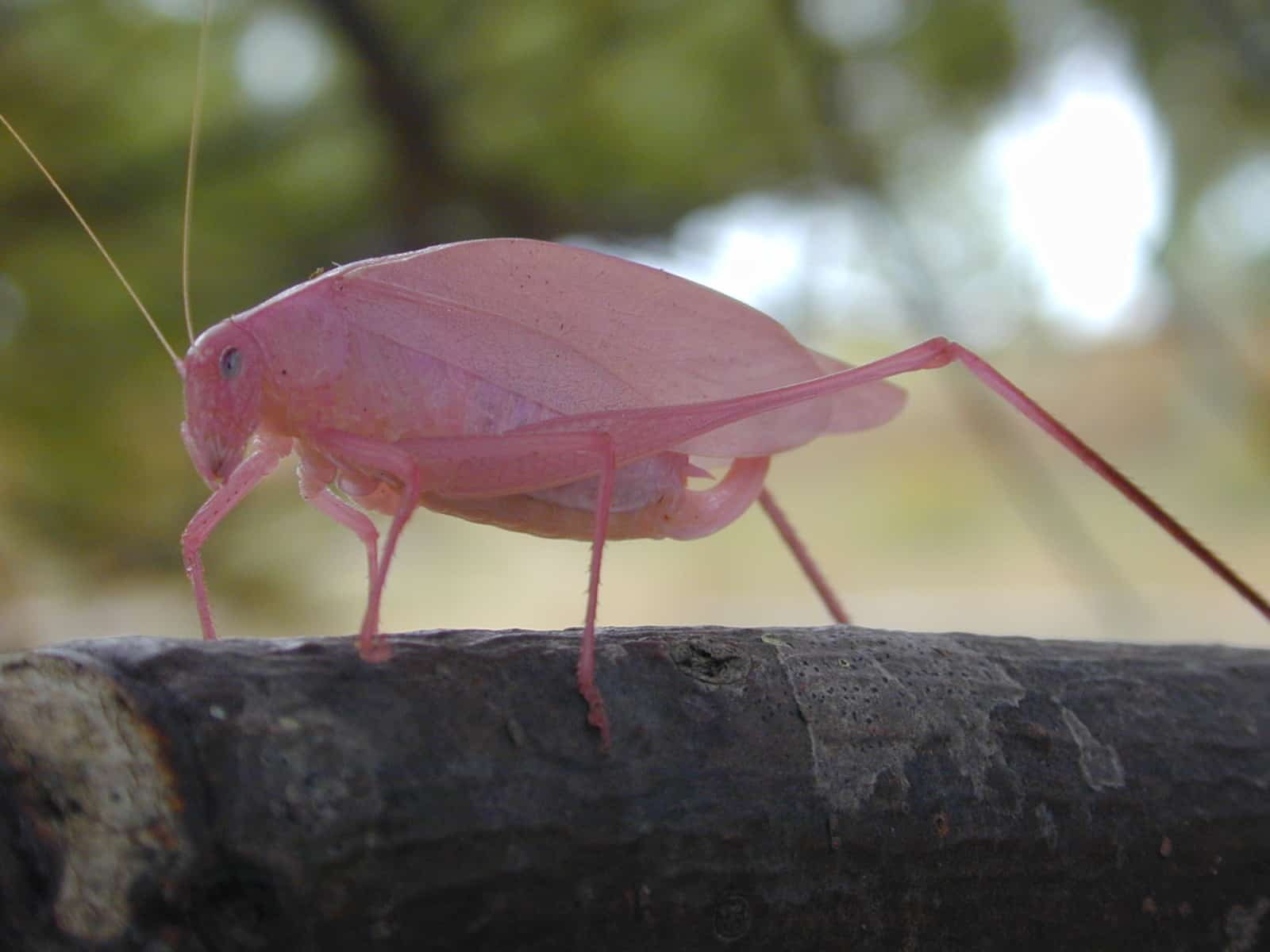 File:Pink katydid Ontario.jpg File:Pink katydid Ontario.jpg