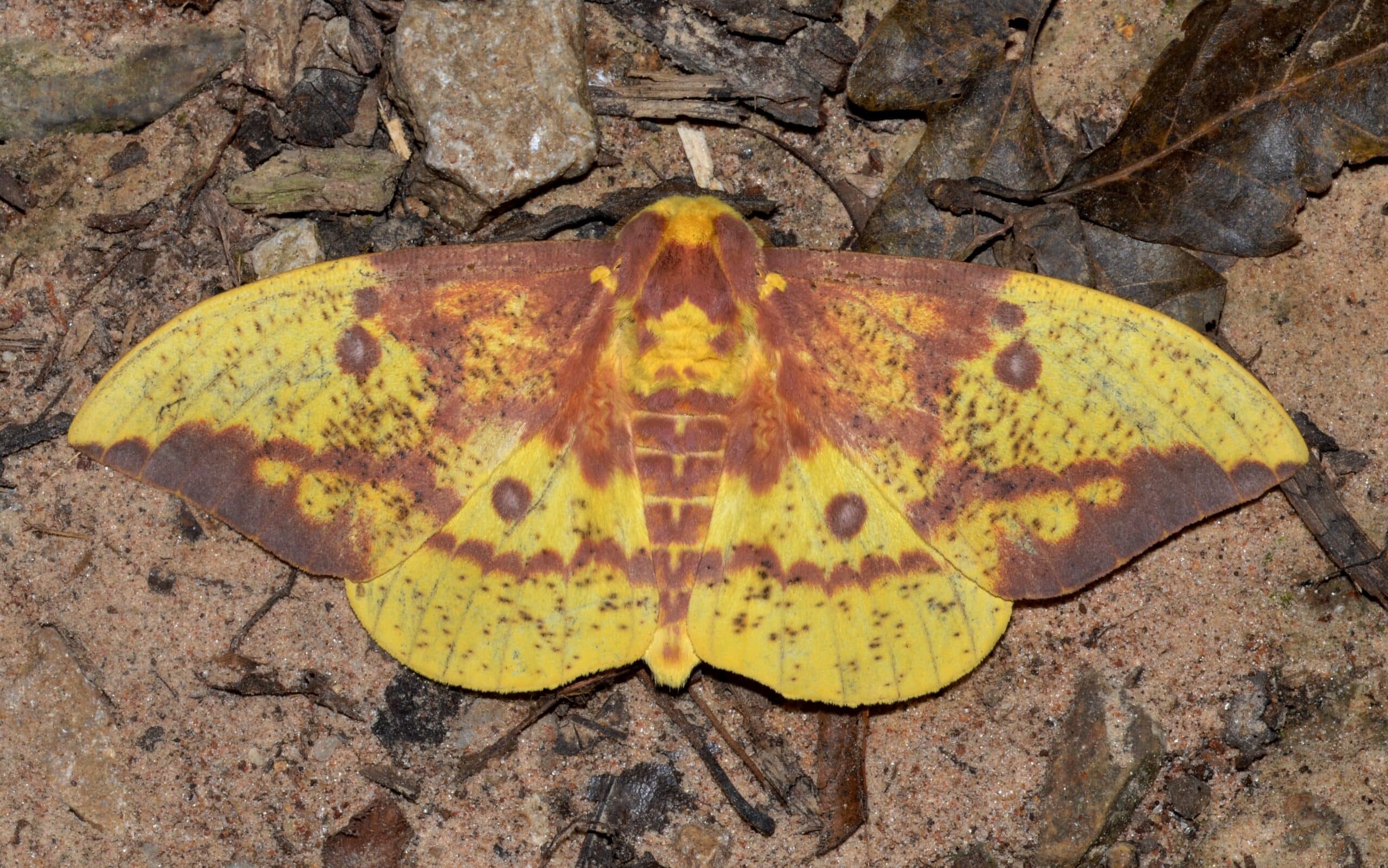File:- 7704 – Eacles imperialis – Imperial Moth (male, Paul Dennehy) (20107466850).jpg