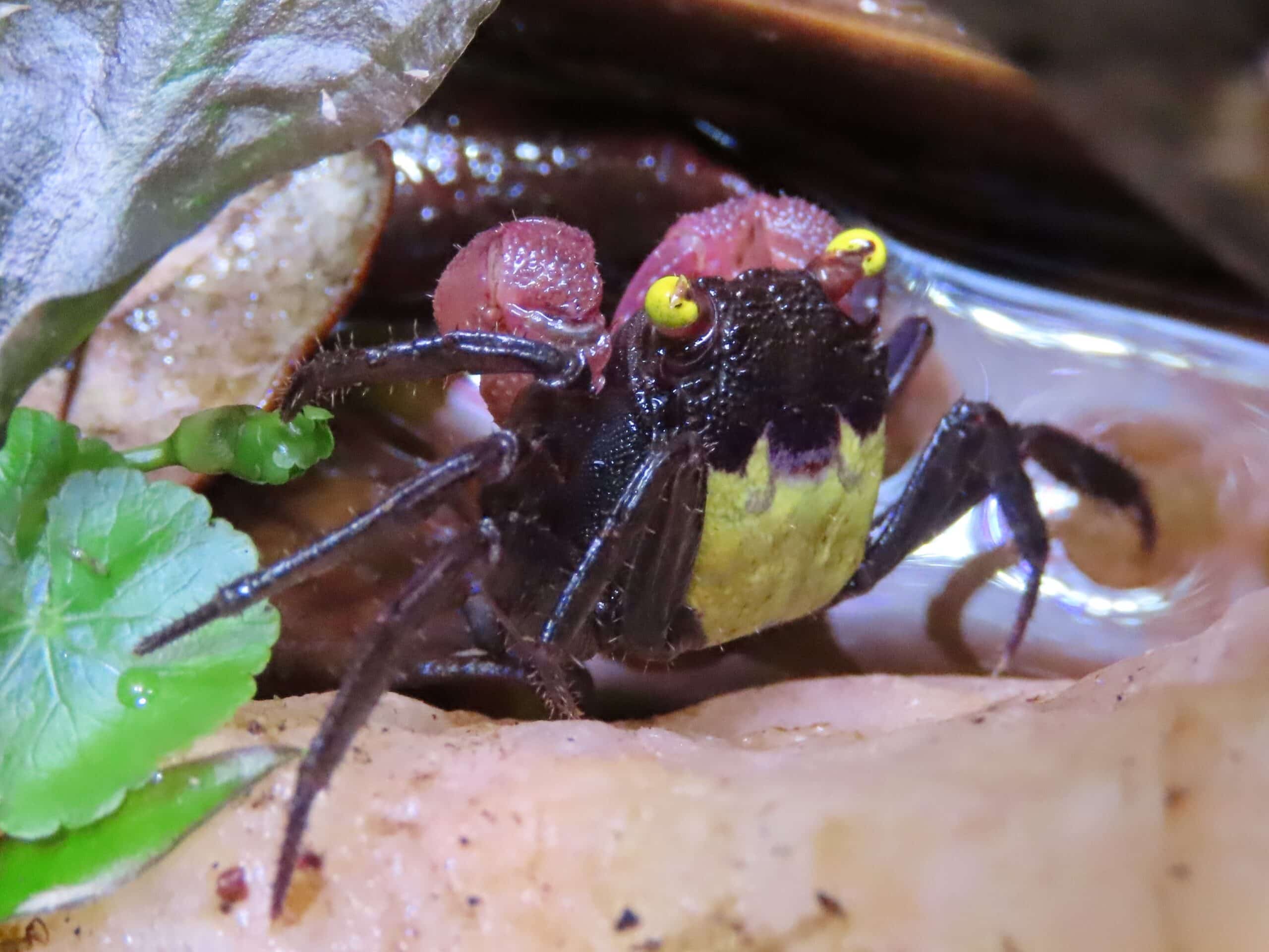 Vampire Crab