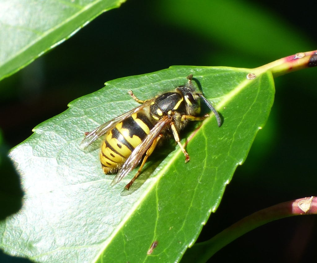 Queen Common Wasp Vespula vulgaris