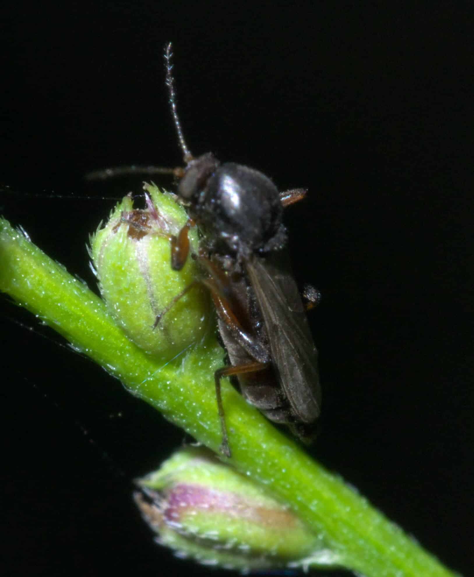 File:Palpomyia P1550743a.jpg