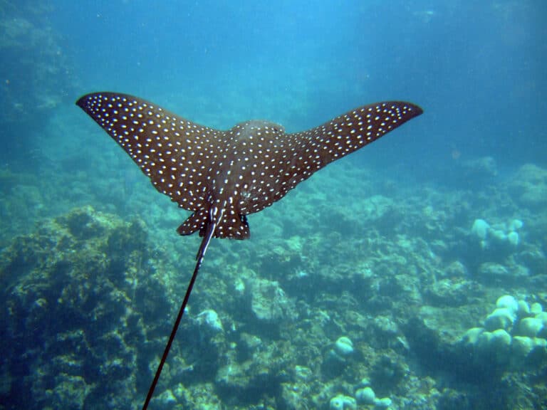 Spotted Eagle Ray (Aetobatus narinari)2 Eagle Ray