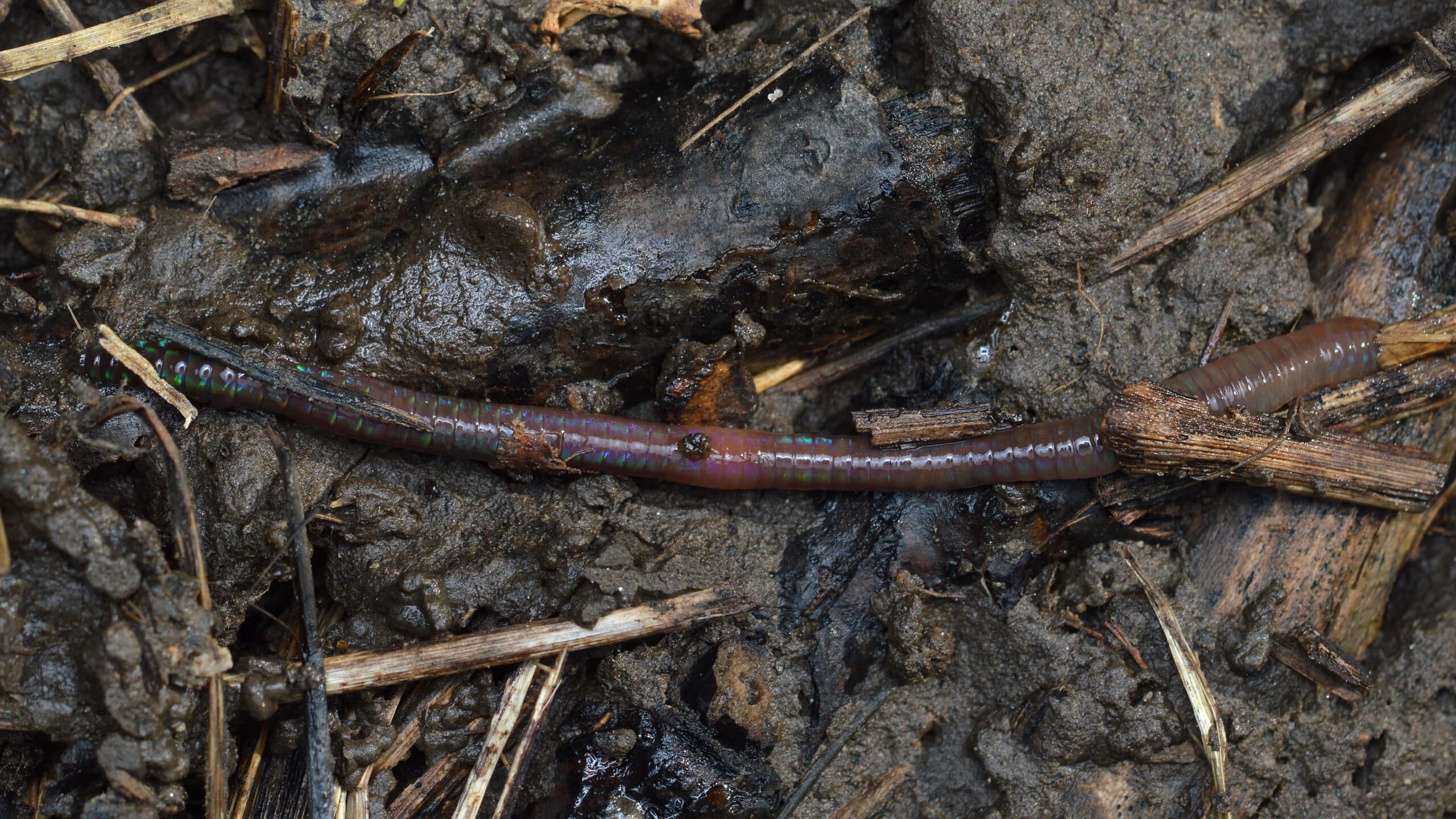 Earthworm – Guelph, Ontario 03