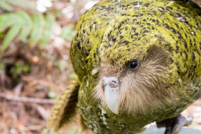 ‘Ruapuke’ Strigops habroptilus (Kākāpō)