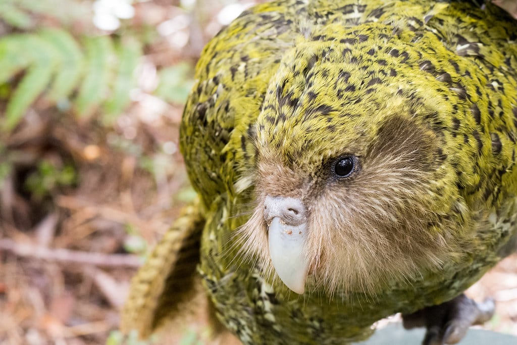 ‘Ruapuke’ Strigops habroptilus (Kākāpō)