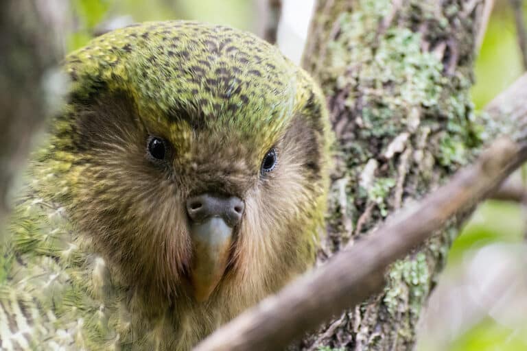 ‘Hugh’ Strigops habroptilus (Kākāpō)