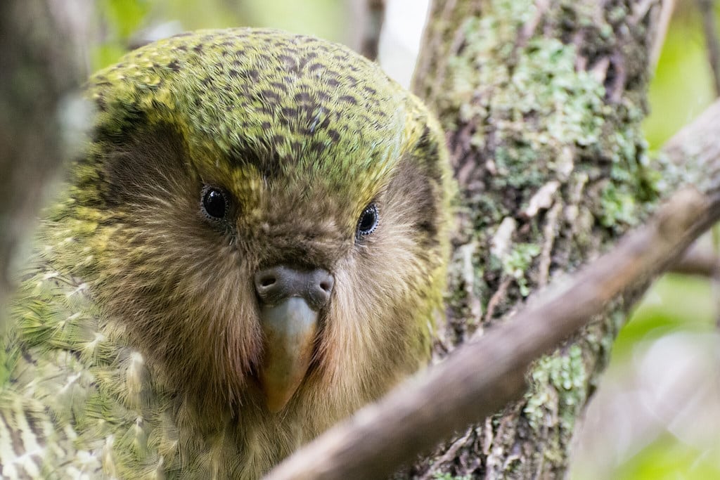 ‘Hugh’ Strigops habroptilus (Kākāpō)
