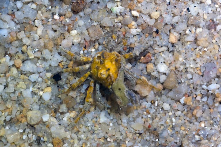 Velcro crab (Camposcia retusa)
