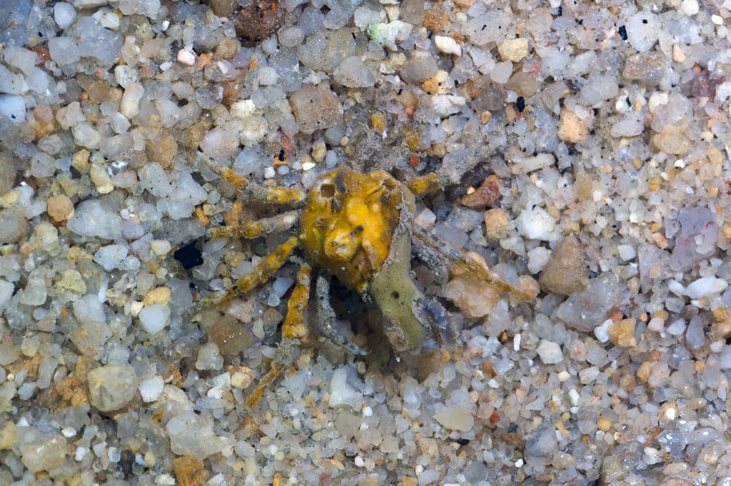Velcro crab (Camposcia retusa)