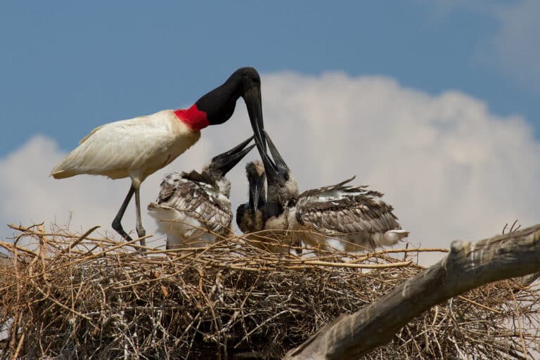 Jabiru feeding her chicks 2
