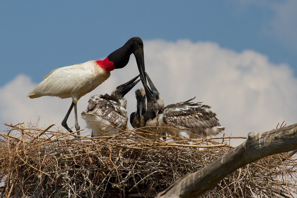 Jabiru feeding her chicks 2