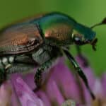Japanese Beetle