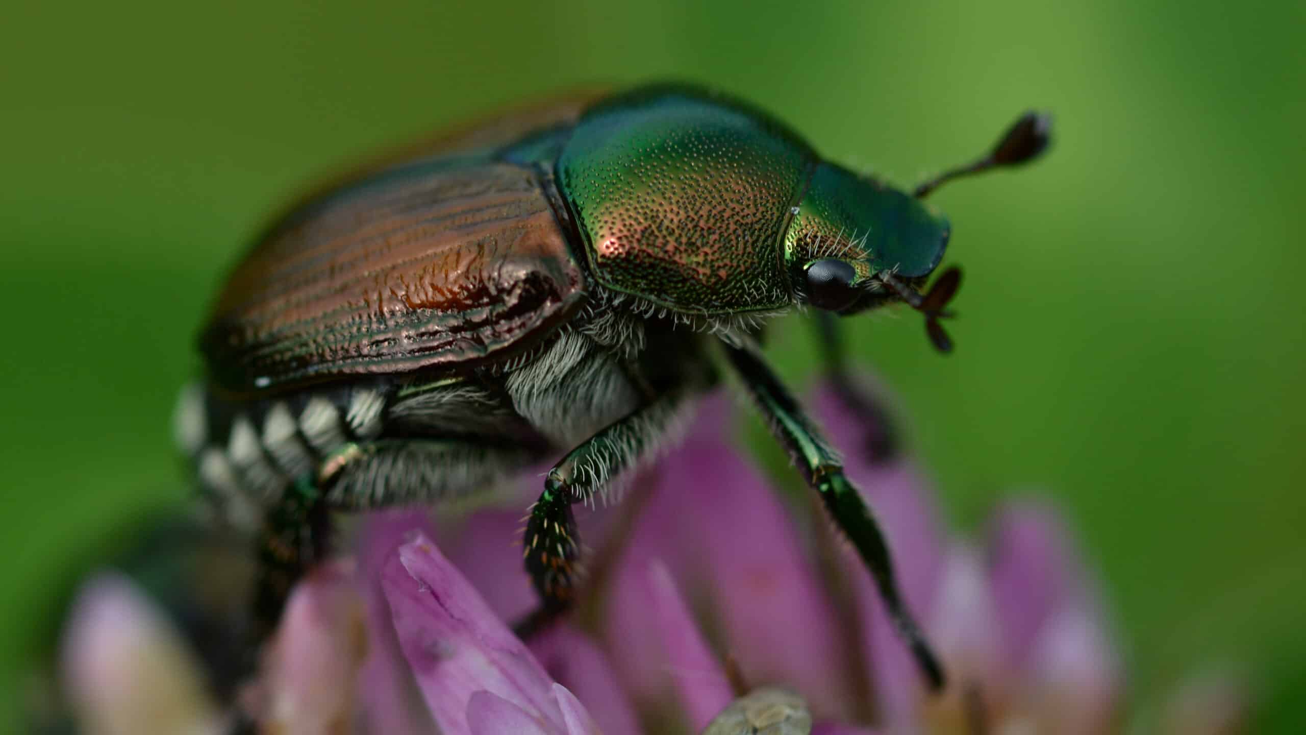 Japanese Beetle