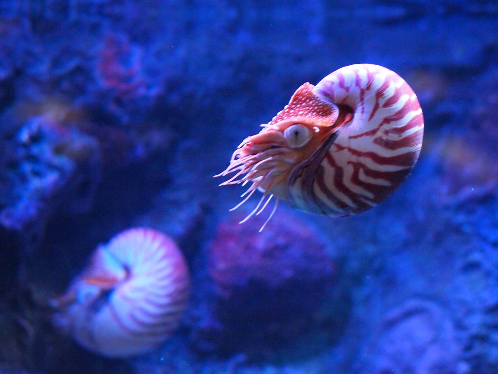 Chambered Nautilus port-side profile P4181217