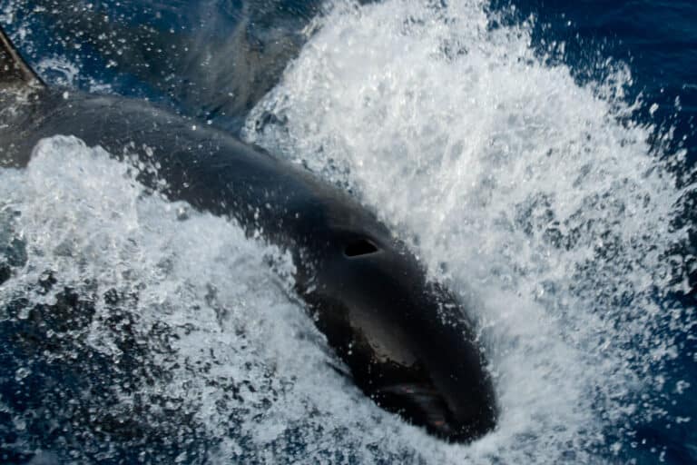 The False Killer Whale (Pseudorca crassidens) (http-www.bluekaymahahual.com) – panoramio (1) The False Killer Whale (Pseudorca crassidens) (http-www.bluekaymahahual.com) – panoramio (1)