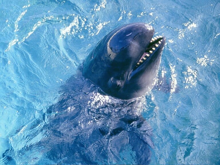 File:Pseudoorca Crassidens – False Killer Whale.jpg File:Pseudoorca Crassidens – False Killer Whale.jpg