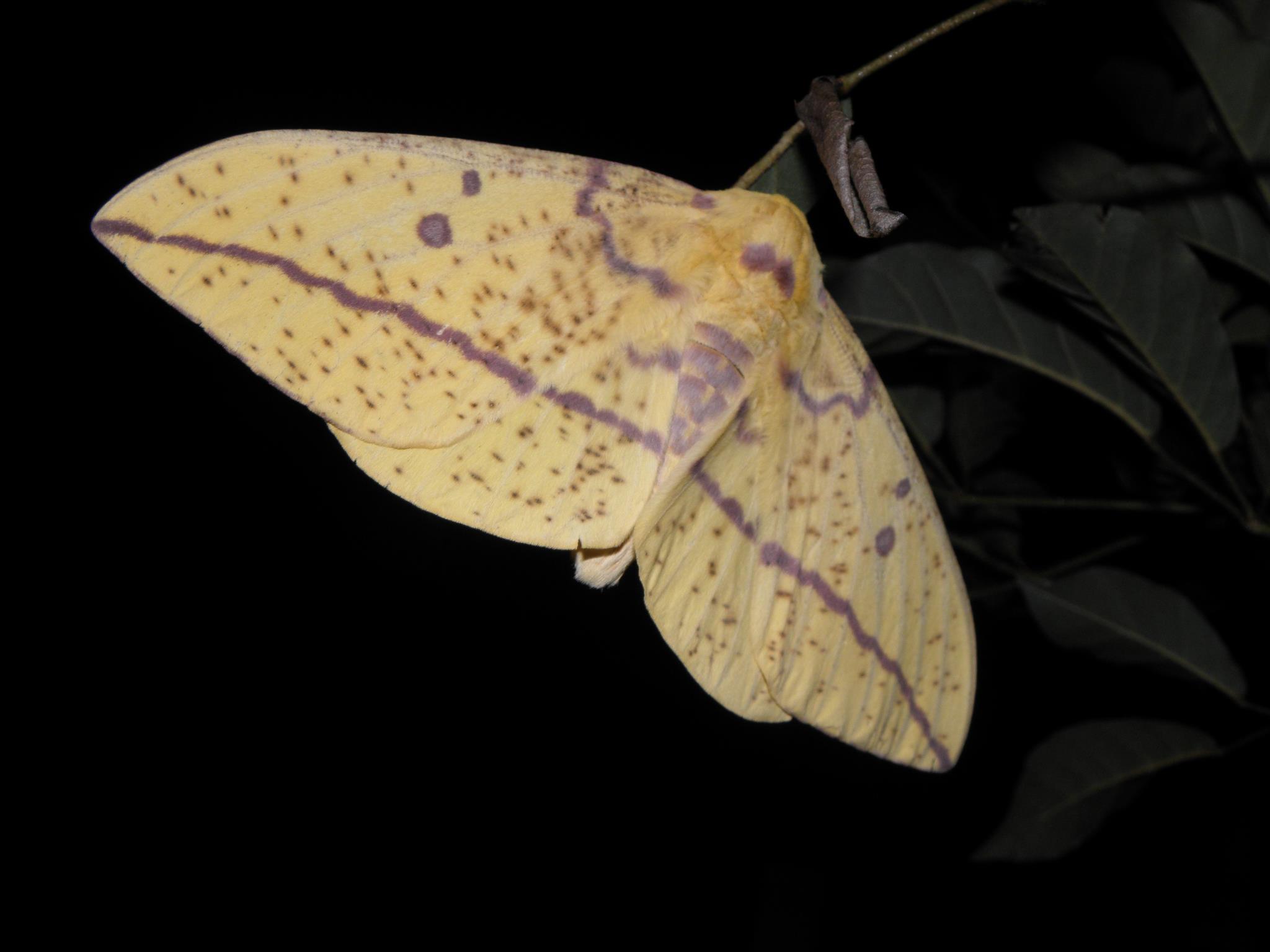 Mariposa – II (Eacles imperialis)