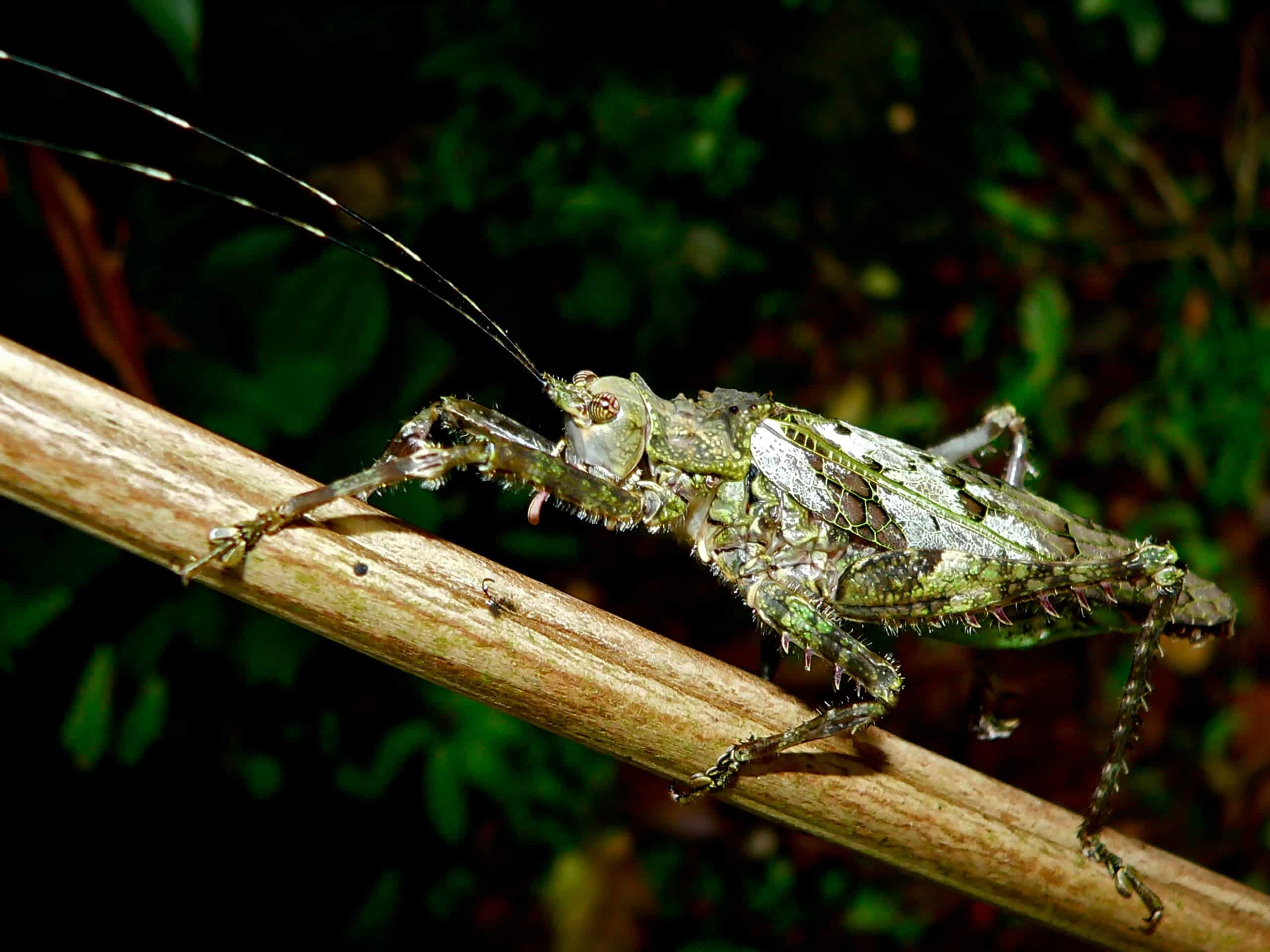 File:Moss-mimic katydid (Haemodiasma tessellata) (7099036431).jpg File:Moss-mimic katydid (Haemodiasma tessellata) (7099036431).jpg
