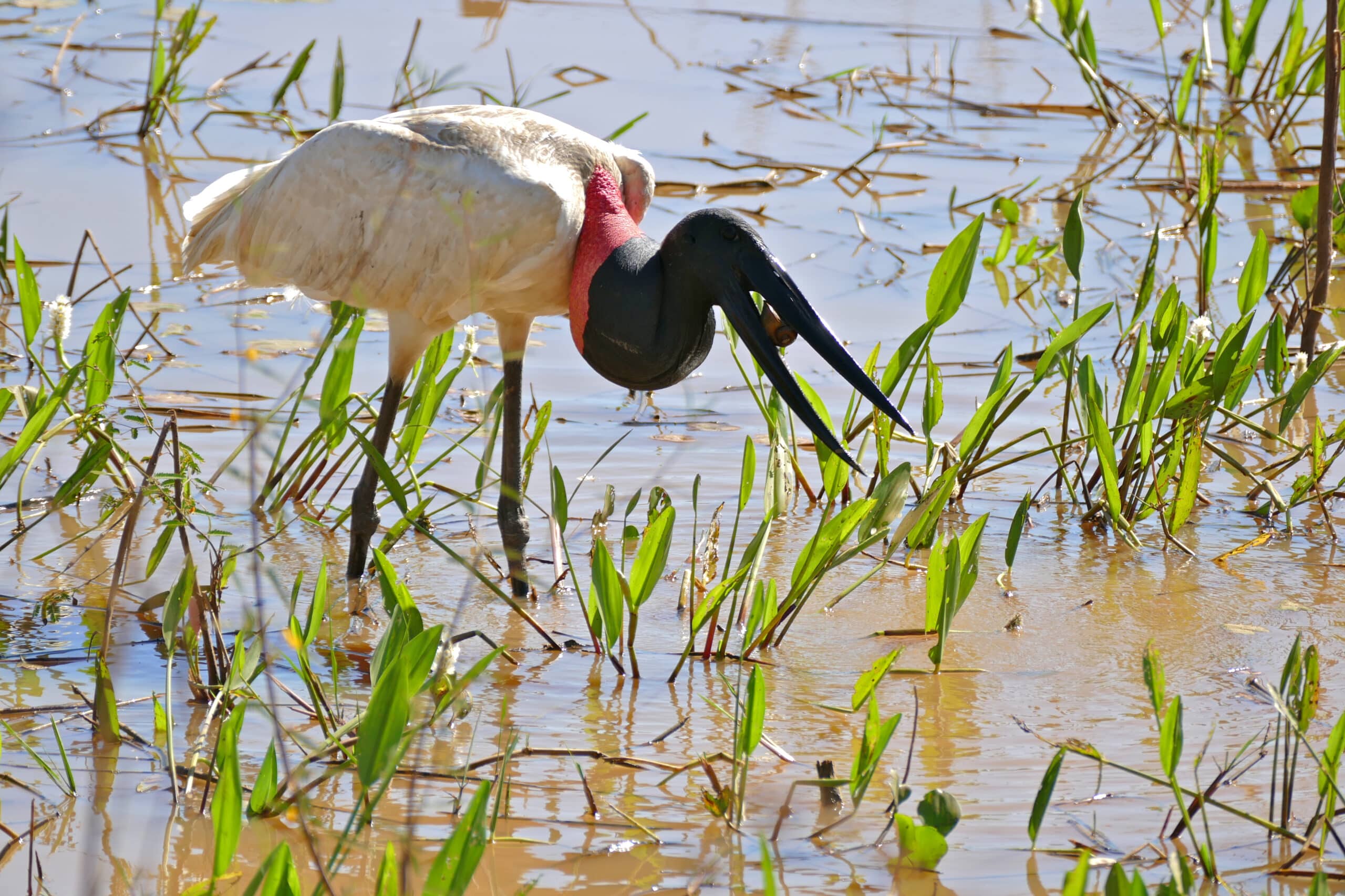 Jabiru (Jabiru mycteria) catching a big Apple Snail (Pomacea scalaris) (28750630322)