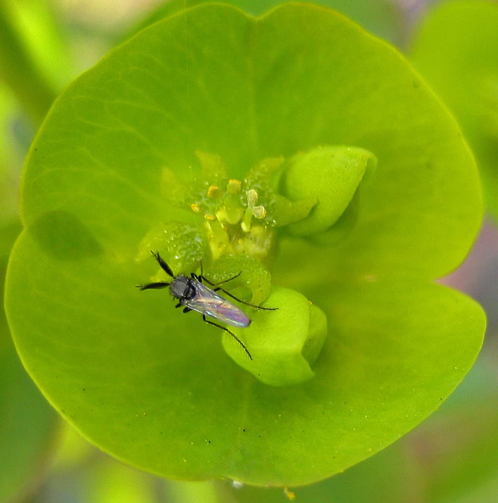 Ceratopogonidae, mâle