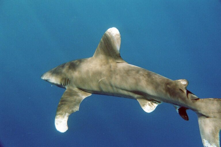 Requin océanique (Carcharhinus longimanus) (Ifremer 00618-73020 – 28897) Requin océanique (Carcharhinus longimanus) (Ifremer 00618-73020 – 28897)