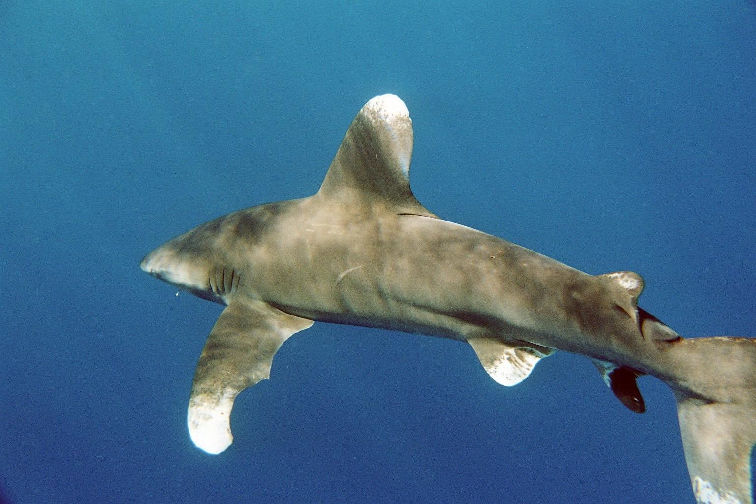 Requin océanique (Carcharhinus longimanus) (Ifremer 00618-73020 – 28897) Requin océanique (Carcharhinus longimanus) (Ifremer 00618-73020 – 28897)