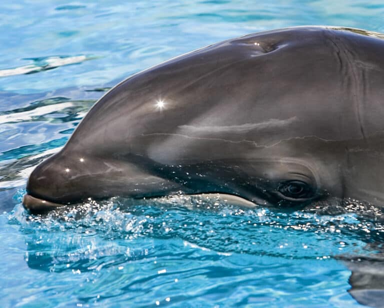 Baby wolphin by pinhole Baby wolphin by pinhole