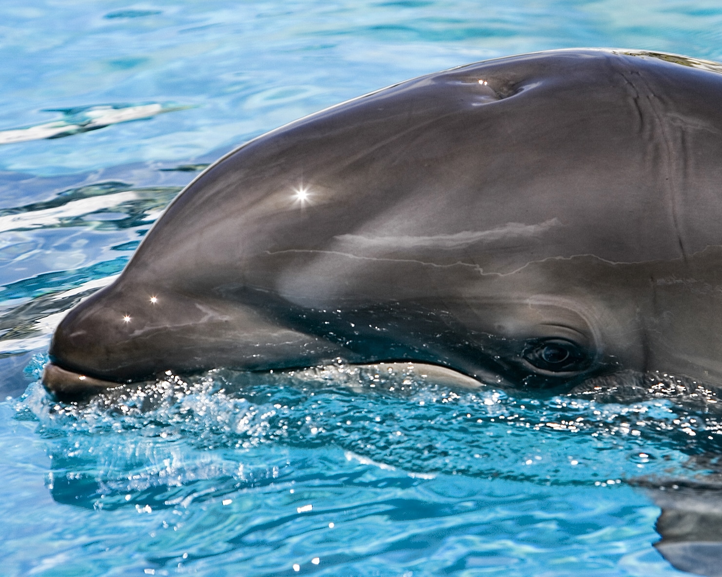 Baby wolphin by pinhole Baby wolphin by pinhole