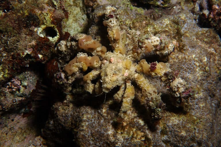 Decorator Crab, Camposcia retusa (Latreille, 1829)