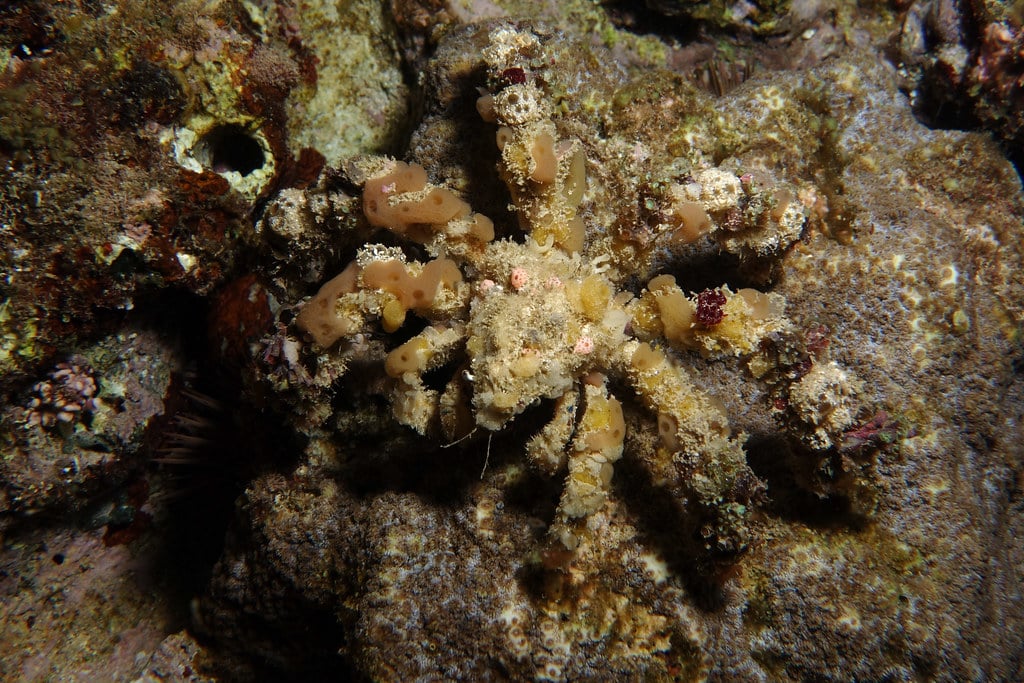 Decorator Crab, Camposcia retusa (Latreille, 1829)