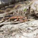 Indian python