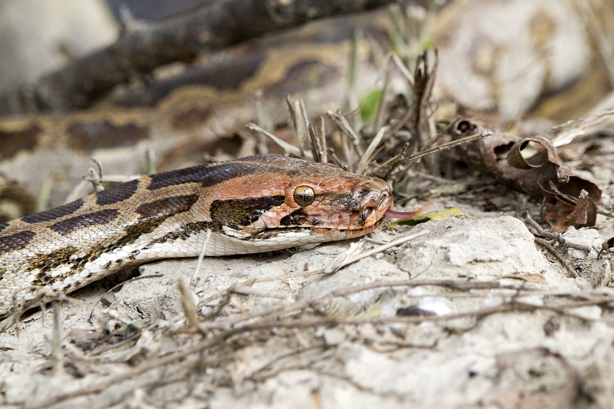 Indian python