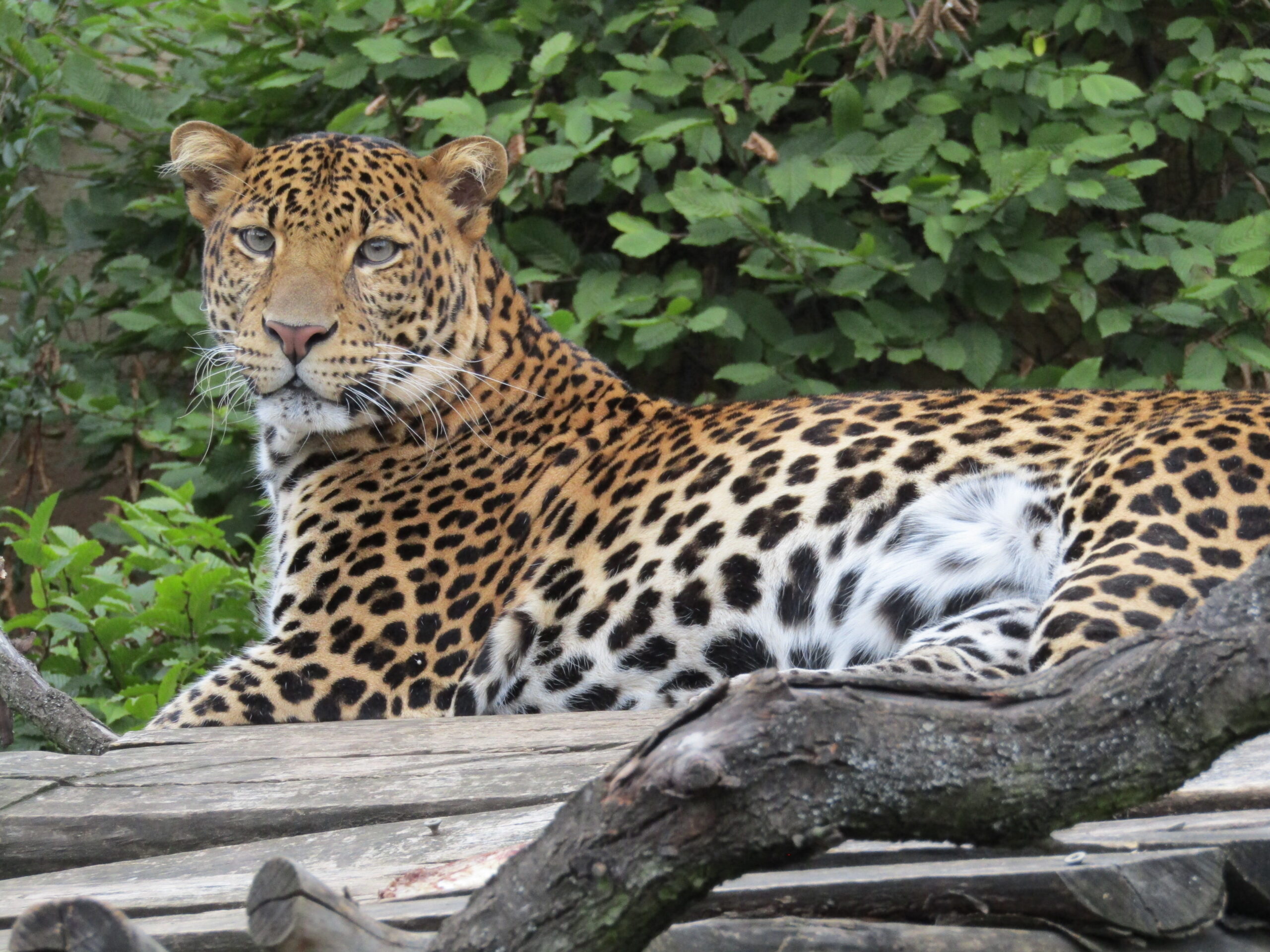 File:Levhart jávský v Zoo Praha 001.jpg  Javan Leopard
