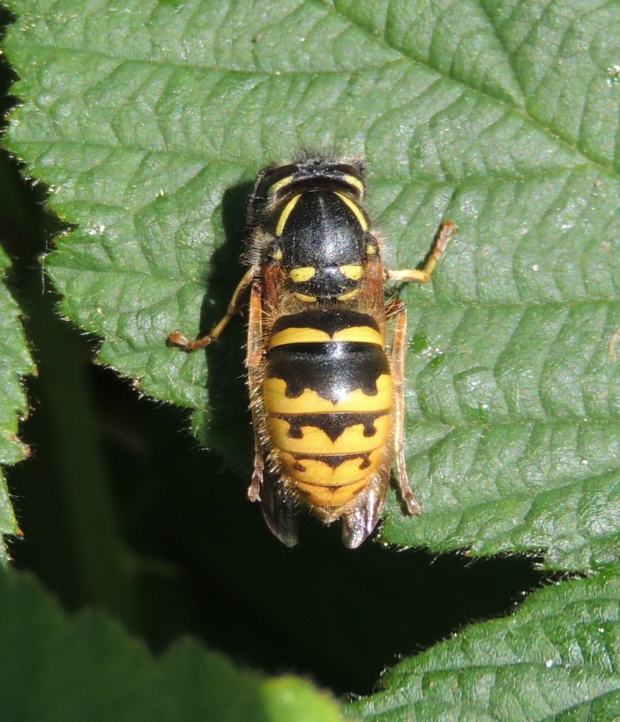 Common wasp (Vespula vulgaris), Sandy, Bedfordshire