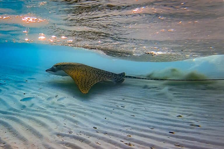 Ornate eagle ray (Aetomylaeus vespertilio) Baa Atoll, Maldives (2018)