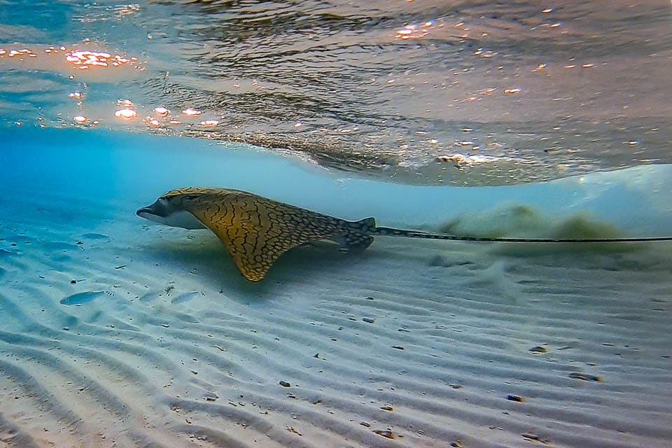 Ornate eagle ray (Aetomylaeus vespertilio) Baa Atoll, Maldives (2018)