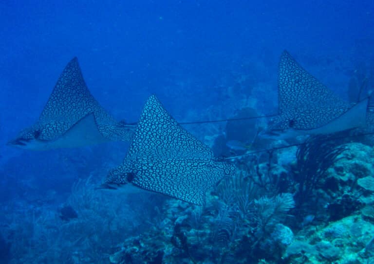 Spotted eagle rays belize